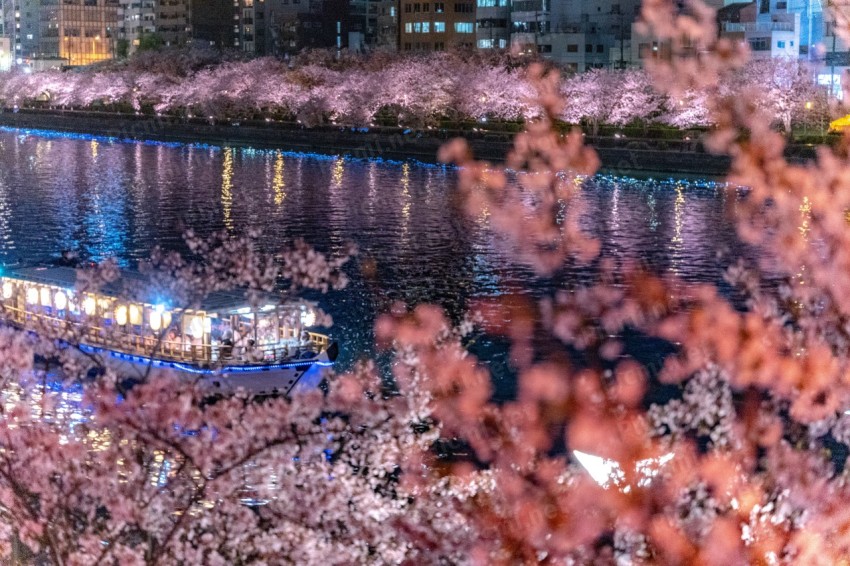 春の夜桜と屋形船