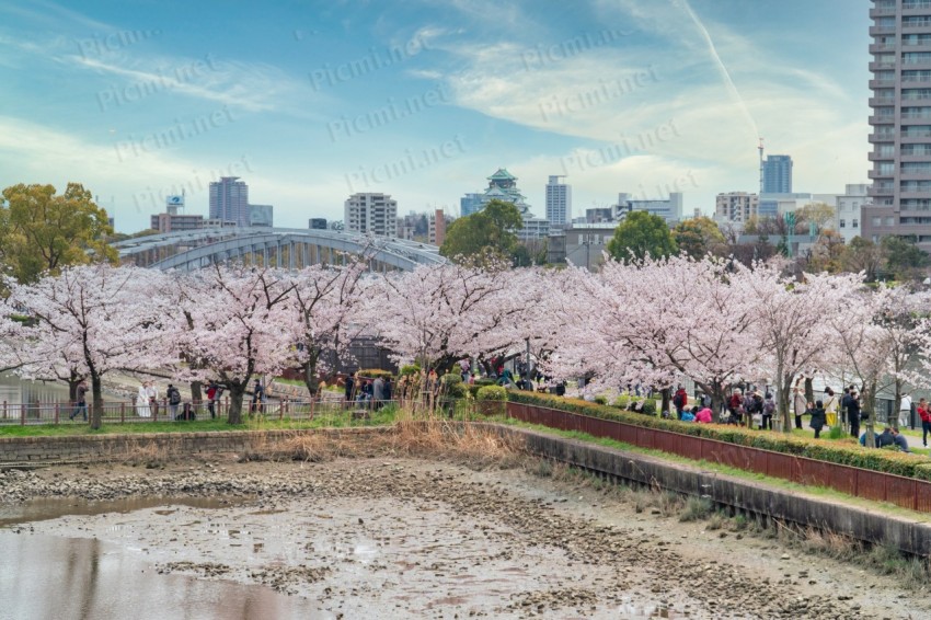 春の桜と大阪城
