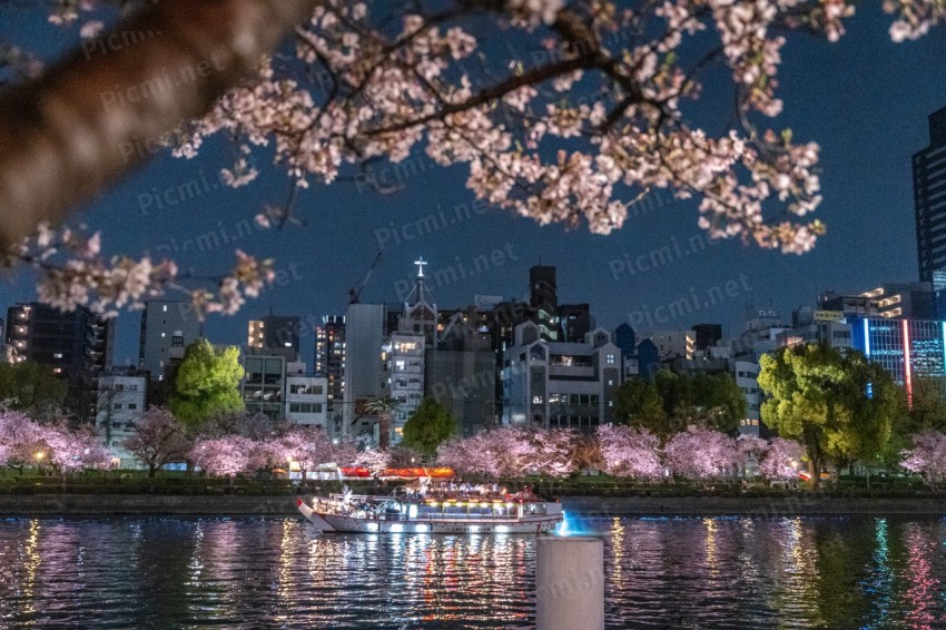 夜桜と船